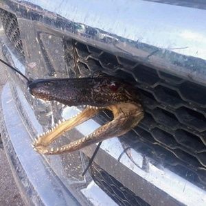 Meet your Posher, Joseph